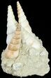 Fossil Gastropod (Haustator) Cluster - Damery, France #62507-2